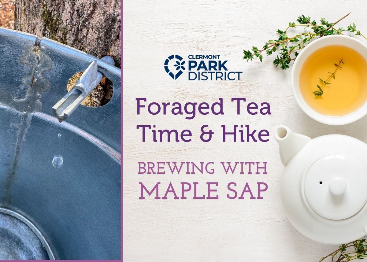 Foraged Tea time and Hike